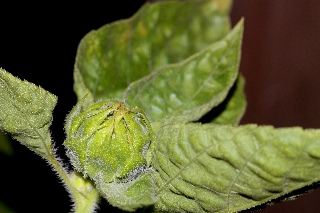 「ビッグスマイル」のサムネイル画像