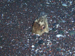 「ホタテウミヘビ」のサムネイル画像