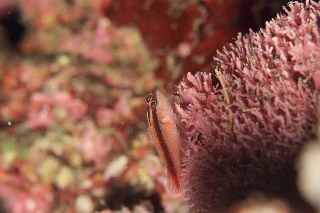 「イチモンジハゼ」のサムネイル画像