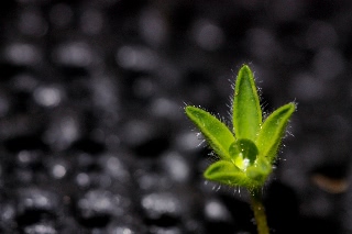 「ルーピン（ルピナス）・ラッセル・ミックス(Lupin)」のサムネイル画像