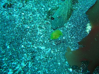 「アオサハギ」のサムネイル画像