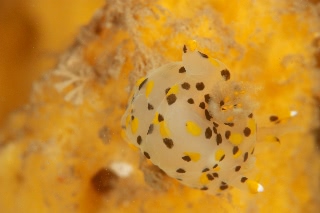 「ミズタマウミウシ」のサムネイル画像