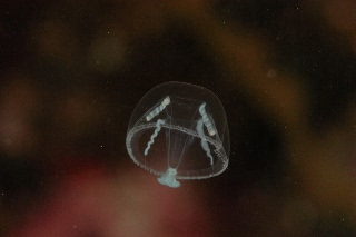 「シロクラゲ」のサムネイル画像