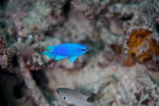 「ルリスズメダイ」のサムネイル画像