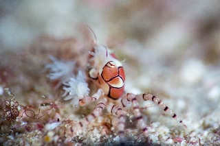 「キンチャクガニ(Boxer crab)」のサムネイル画像