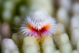 「ケヤリムシ」のサムネイル画像