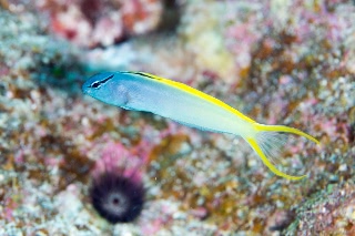 「オウゴンニジギンポ」のサムネイル画像