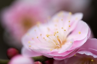 「ウメ」のサムネイル画像