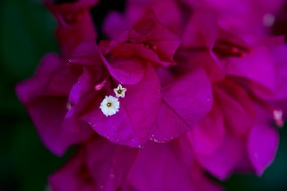 「ブーゲンビリア」のサムネイル画像