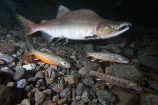 「オショロコマ(カラフトイワナ)」のサムネイル画像