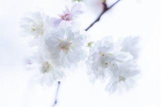 「サクラの仲間」のサムネイル画像