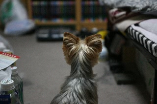 「ヨークシャー・テリア(Yorkshire Terrier)」のサムネイル画像