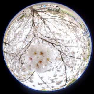 「ソメイヨシノ(染井吉野)」のサムネイル画像