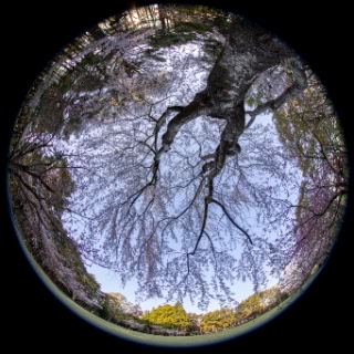 「ソメイヨシノ(染井吉野)」のサムネイル画像