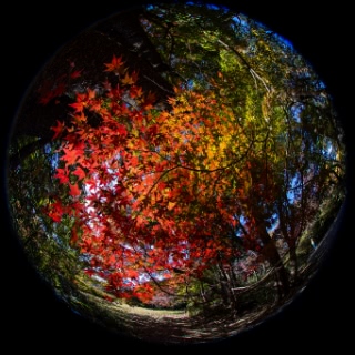 「無題」のサムネイル画像