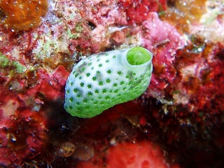 「チャツボボヤ」のサムネイル画像