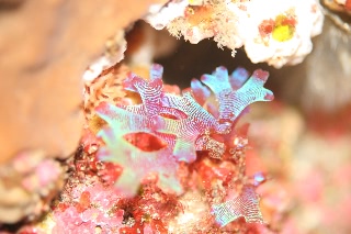 「ウスバワツナギソウ」のサムネイル画像