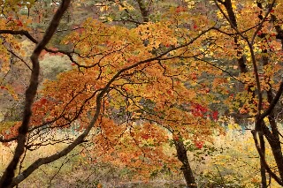 「弁天沼」のサムネイル画像