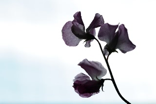 「スイートピー(カオリエンドウ,ジャコウレンリソウ,ジャコウエンドウ)」のサムネイル画像