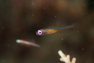 「アカメハゼ」のサムネイル画像