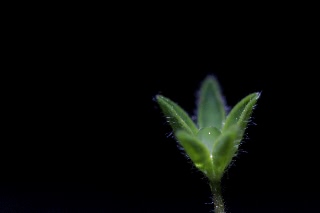 「ルーピン（ルピナス）・ラッセル・ミックス(Lupin)」のサムネイル画像