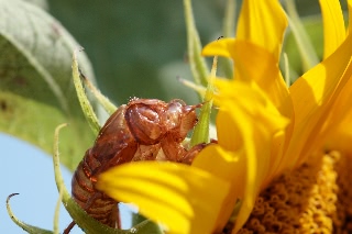 「KONG」のサムネイル画像