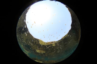 「フサカジカ」のサムネイル画像