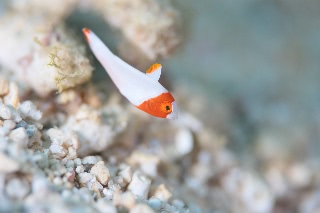 「イロブダイ(Buffalofish)」のサムネイル画像