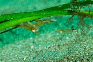 「ヒメイカ」のサムネイル画像