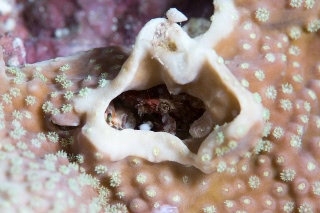 「ヨツハイシガニ」のサムネイル画像