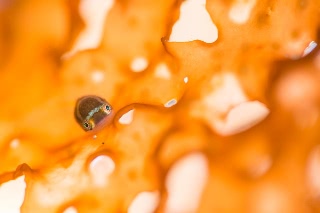 「ホテイウオ(ゴッコ)」のサムネイル画像