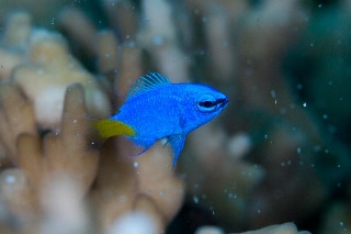 「シリキルリスズメダイ」のサムネイル画像