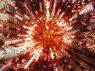 「ウミシダの仲間(sea feather)」のサムネイル画像