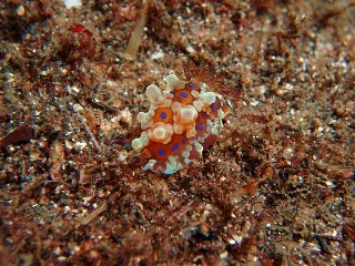 「ミヤコウミウシ」のサムネイル画像