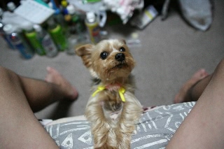 「ヨークシャー・テリア(Yorkshire Terrier)」のサムネイル画像