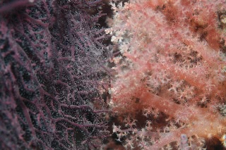 「異種との邂逅」のサムネイル画像