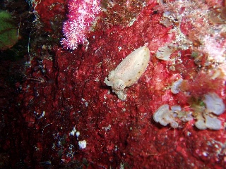 「ヒメコウイカ」のサムネイル画像