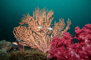 「ネンブツダイ」のサムネイル画像