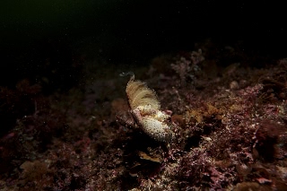「カニの仲間」のサムネイル画像