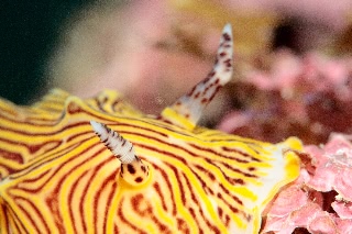 「パイナップルウミウシ」のサムネイル画像