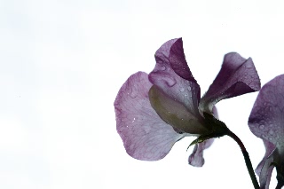 「スイートピー(カオリエンドウ,ジャコウレンリソウ,ジャコウエンドウ)」のサムネイル画像