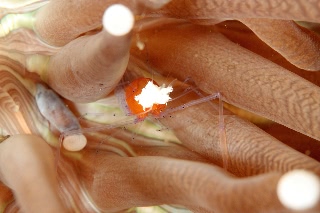 「エリマキテナガエビ(コロールアネモネシュリンプ,korore anemone shrimp)」のサムネイル画像