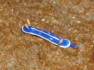 「アオウミウシ」のサムネイル画像