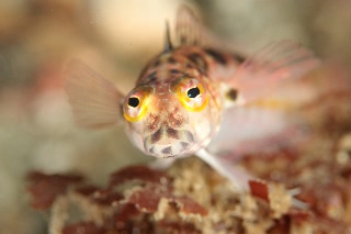 「トラギス」のサムネイル画像