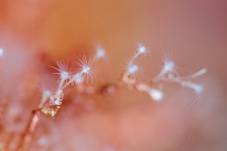 「ウミヒドラの仲間」のサムネイル画像