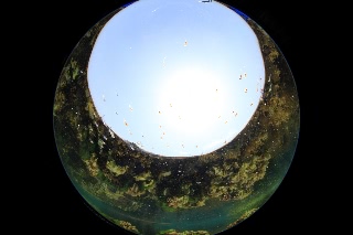 「フサカジカ」のサムネイル画像