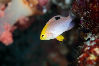 「タルボッツデモイゼル(talbot's demoiselle)」のサムネイル画像