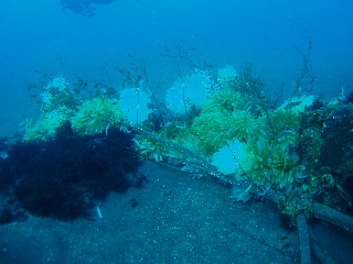 「産卵場」のサムネイル画像