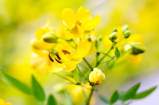 「ハナセンナ(アンデスの乙女)」のサムネイル画像