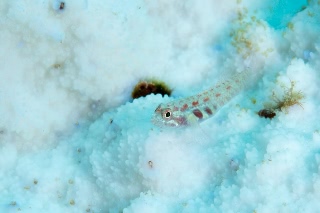 「アオイソハゼ」のサムネイル画像